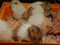 Хом'яки сирійські, хом'як для дітей, ручні різнокольорові хом'ячки