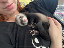 Хорек , хорьок , фретка , тхір , ласка , норка