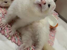 Хорьки, ручнезные малюки тхорики ferrets