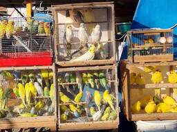 Хвилясті папуги, Корела, Неразлучник, Розела