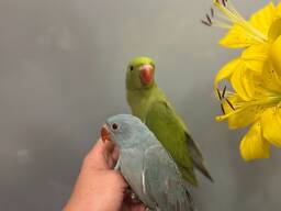 Кільчастий папуга крамера, намистовий папуга