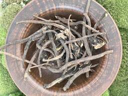 Кінський щавель корінь, щавель конский