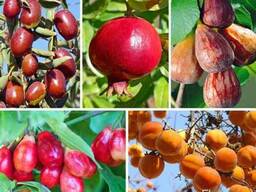 Кизил, Хурма, Гранат, Инжир, Зизифус. Саженцы