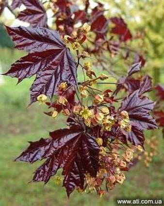 Клен acer-platanoides-crimson-king