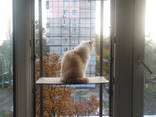 Клетка для кошки на окно. "Броневик" Днепр.