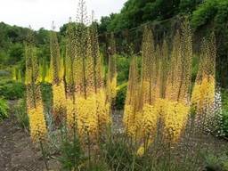 Бульби Еремурусу