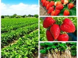 Клубника розсада свіжокопана. Розсада полуниці - великий вибір сортів