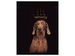 Альбомы известных фотографов книга работ Уильяма Вегмана William Wegman "Being Human". .. - фото 6