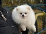 Кобель померанського шпіца білого забарвлення, документи, доставка. - фото 2