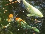 Koipond_Kyiv, koi, рыбки для пруда, корм для коі, акваріум, ставок, зоомагазин, рибки - фото 2