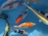 Koipond_Kyiv, koi, рыбки для пруда, корм для коі, акваріум, ставок, зоомагазин, рибки - фото 3