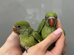 Кольчатый ожереловый попугай крамера Зеленый, клетки, игрушки