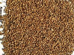 Kolendra (Coriandrum)