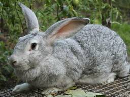 Комбикорм для кроликов Старт "ComFerma"от отлучки до 6 недель