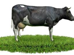 Комбикорм для лактирующих коров COW