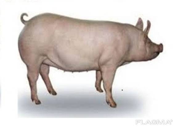 Продам корм для свиней поросят ОПТ