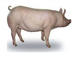 Добавки кормовые для свиней поросят доставка