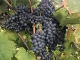 Комплексно стійкі зимостійкі сорти винограду - фото 1