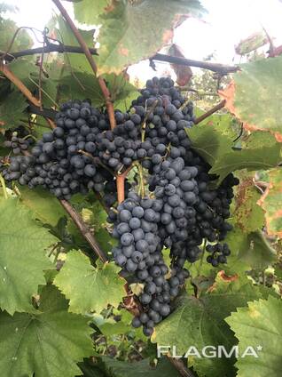 Комплексно стійкі зимостійкі сорти винограду