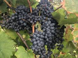 Комплексно стійкі зимостійкі сорти винограду