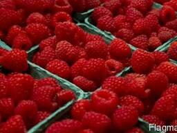 Концентрат ягод малины пищевой порошкообразный