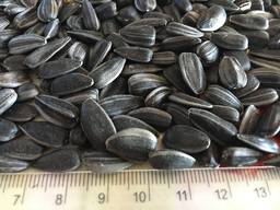 Кондитерский подсолнечник