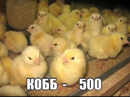 КООБ-500