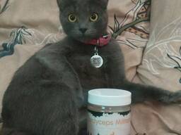 Кордицепс военный (Cordyceps militaryaris) капсулы