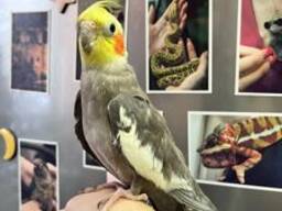 Корела німфа, корела пташенята ручні догодованці
