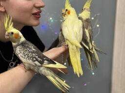 Корела нимфа, корелла птенцы ручные выкормыши