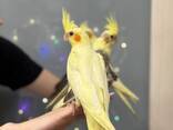 Корела нимфа, корелла птенцы ручные выкормыши - фото 2