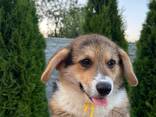 Коргі, цуценята, песики, цуцики, щенята вельш-коргі пемброк - фото 2