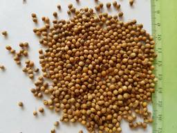 Коріандр цілий