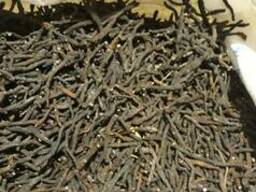 Корінь пятипалу (лапчатка біла)