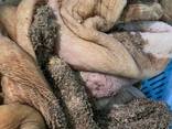 Субпродукты говяжьи Вымя Губы Уши Трахея Селезенка Корм для собак и котов - фото 1