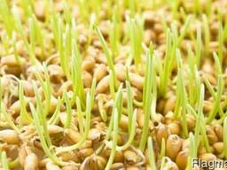 Кормовая добавка Витазар