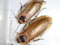 Кормовые блаберусы крупные тропические тараканы 5–7 см для рептилий, птиц, пауков и. ..