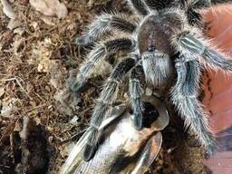 Кормовые блаберусы крупные тропические тараканы 5–7 см для рептилий, птиц, пауков и. ..