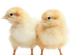Кормовые цыплята, замороженные петушки - натуральнй корм для хищных птиц и хищников