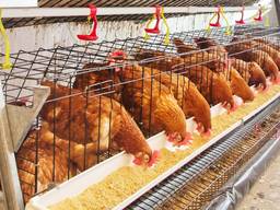 Кормові Дріжджі від ВИРОБНИКА