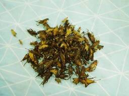 Кормовые сверчки для рептилий, птиц, различных животных. Заморозка.