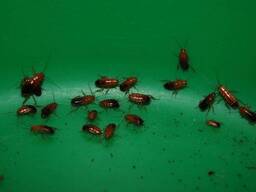 Гусаковский или туркменский таракан