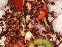 Кормовые туркменские тараканы 1 см, живой корм для рептилий, пауков, птиц и амфибий