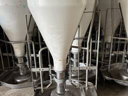 Кормовий автомат, тубомат для свиней