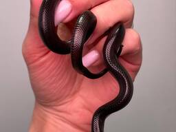 Королевкая мексиканская черная змея нигрита, ручная змея
