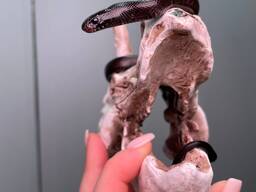 Королевкая змея нигрита, черная мексиканская змея