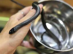 Королевская полностью черная змея, или нигрита