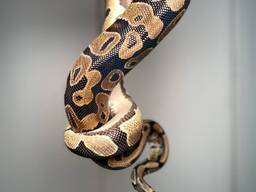 Королевский питон региус, разные морфы, спокойные ручные змеи,