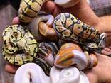 Королевский питон региус, разные морфы, спокойные ручные змеи, - фото 2