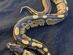 Королевский питон региус шарик молодняк